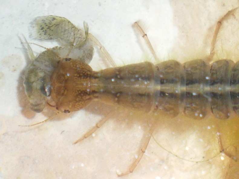 Larva di Dytiscidae da vicino